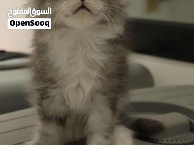 مينكون كتن 6 أصابع polydactyl cat