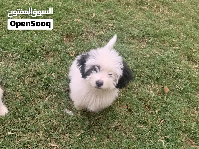 كلاب زينة شيه تزو للبيع