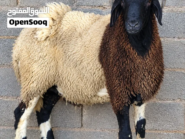 حواليات  وحوالي مش امبدال