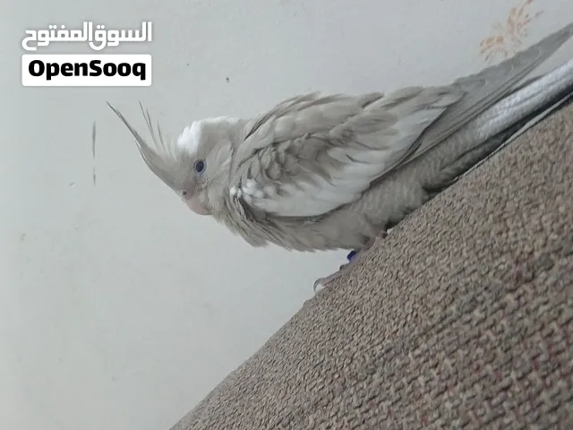 كروان هولندي العمر حول 3شهور  الموقع الأحساء المبرز السعر 250 بدون قفص تربيه يجي