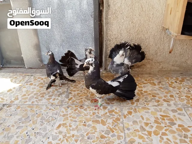 حمام زينه عرايس البيع زوجين