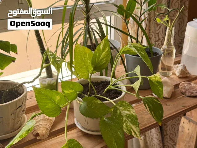 بوتس  Pothos