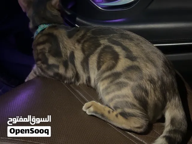 بنغال منتج حجم كبير السعر لقطه