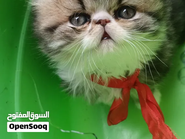 قطة بيرشين زورار