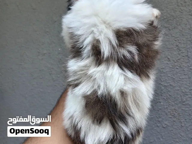 كلاب حجم صغير مابكبر