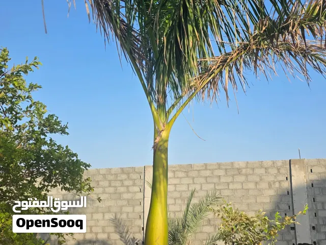 رويال بالم