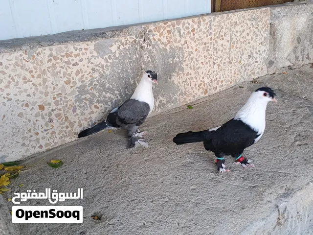 حمام شخاشله