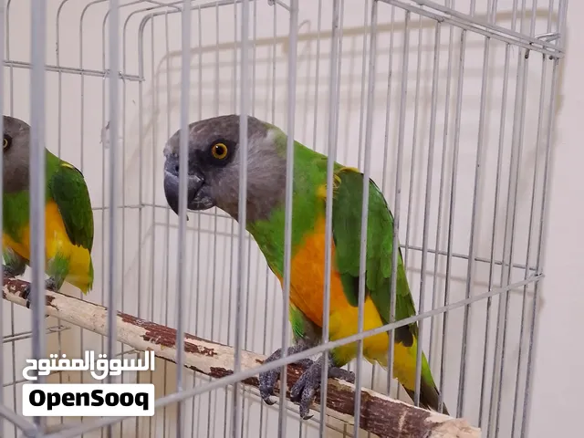 ببغاء سنغالي مع قفص