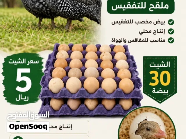 بيض دجاج الكانجا
