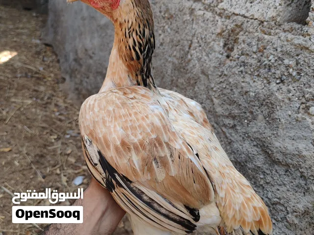 للبيع دجاجه باكستانيه مستوى
