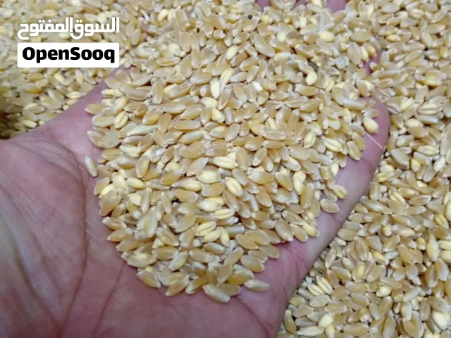 متاح 2 طن قمح بلدي و و100تبانيه تبن