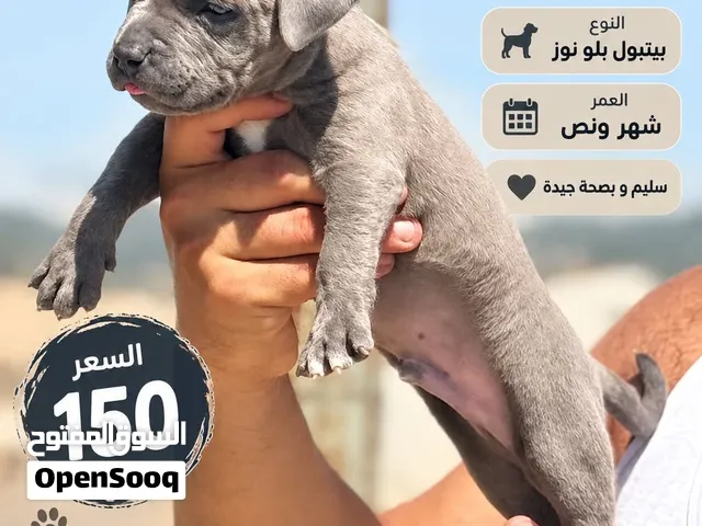 للبيع جرو بتبول