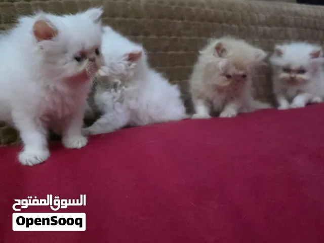 شيرازي بيرسيان