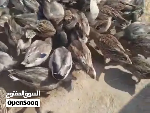 بش خضيري بري الاصلي