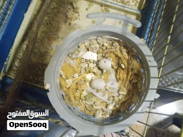ماشاء الله جوز حمام ماسي ملكي مشجرات معهم فرخ وتحتهم بيض ماكينه شغل