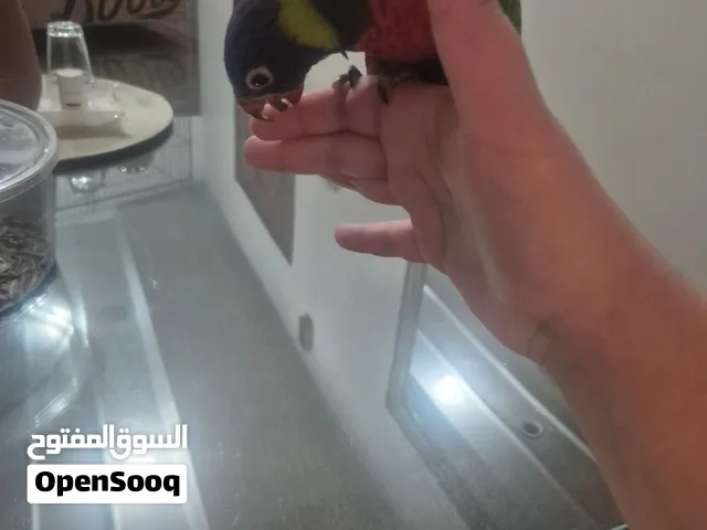 للبيع طير لوري
