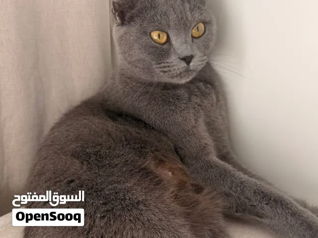 بريتش شورت هير أنثى للتبني ليست معقمه ولدت مرتان سنه وسبع اشهر ليست عدائيه
