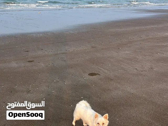 كلب برومين صغير الحجم