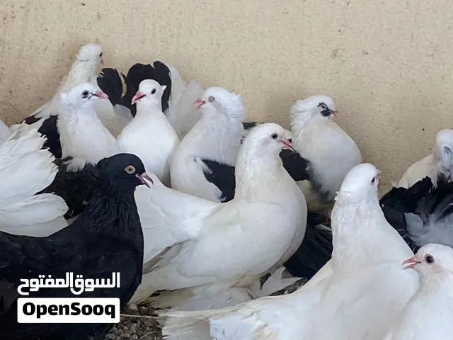 نوع طير شمسي هندي مكاتيف