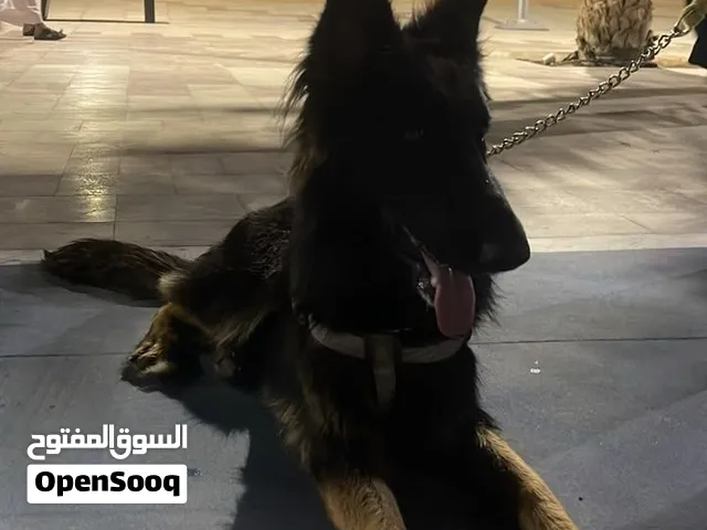 جيرمن شيبرد ورك لاين انثى