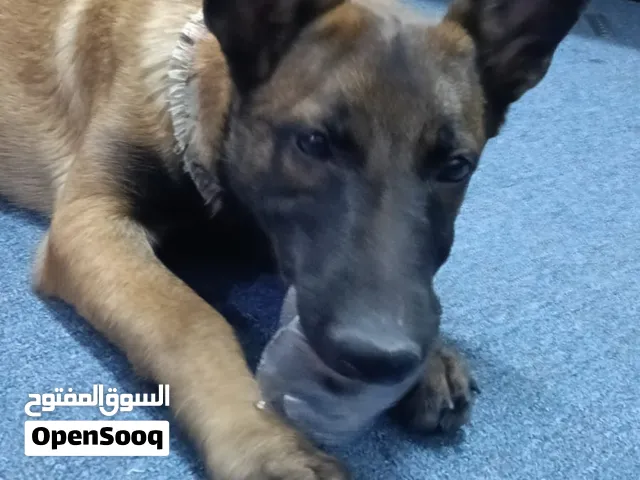 Malinois female dog