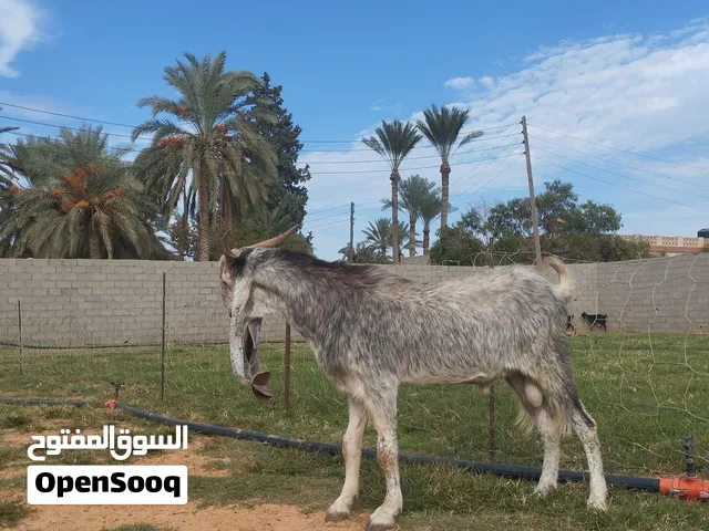 جدي هجين سنه جمع كبير