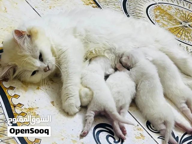 قطط شيرازي أعمار مختلفة وبأسعار رمزية