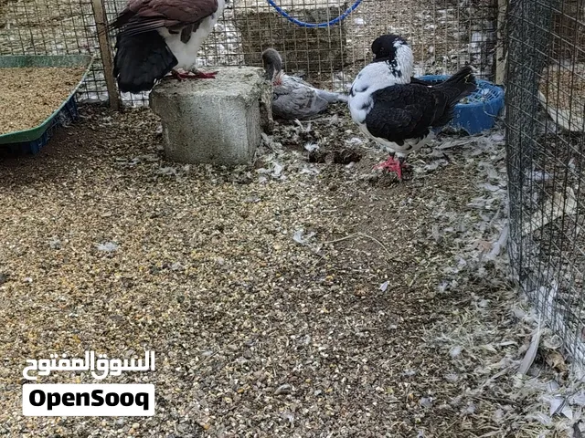 للبيع شوف الوصف مهم