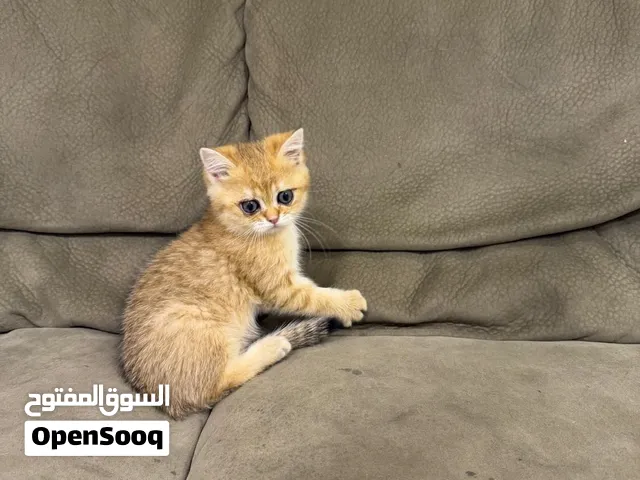بيع قطط سكوتش