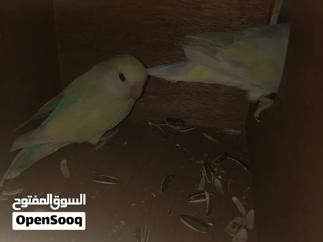 السلام عليكم جوز روز اللهم بارك اقرا الوصف