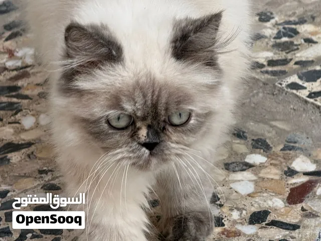 قطة للبيع ( هيمالا / فان تركي)