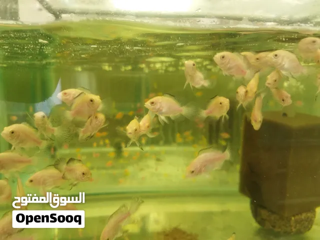 فروش ماهی زینتی ارسال از ایران تا مهران