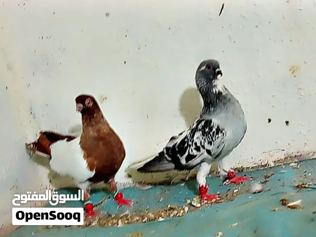 7 فحول نخب التفاصيل في الوصف