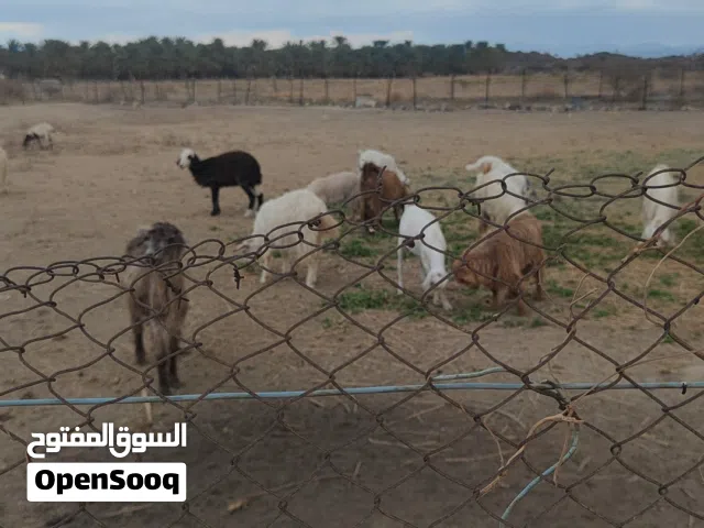 يوجد جدي جامودي محقوص العيد رمضان عمره12شهر تراس فول  وجدايه صوماليه مطعومات 9شهوى. جدي عماني