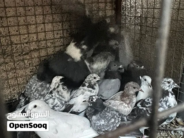 للبيع حقم عماني سمين ما شاء الله