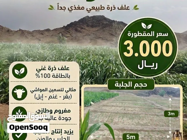 متوفر الآن ذرة خضراء طازجة
