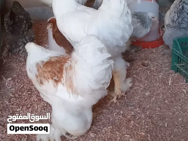يوجد ثلاثة كوبيات برمها اقرا وصف
