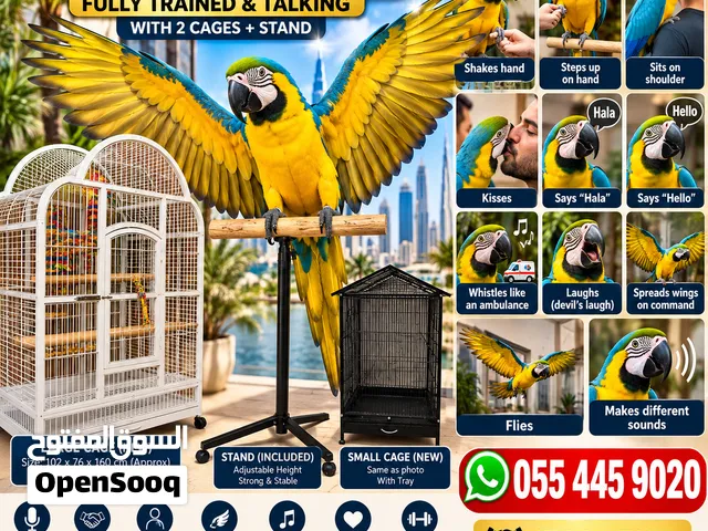 Trained Talking Blue & Gold Macaw + 2 Cages & Stand