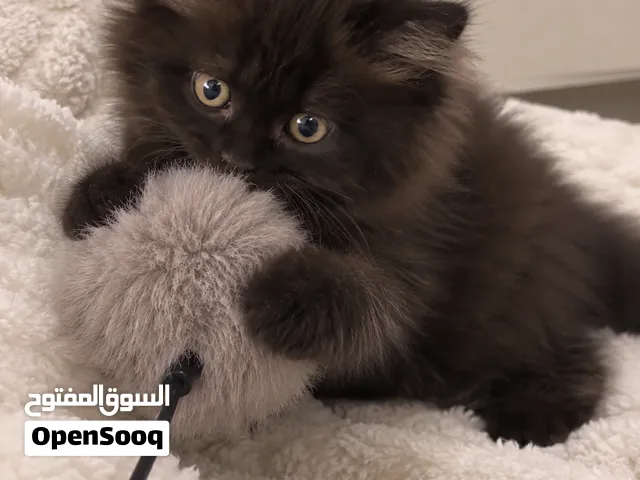 كتن سكوتش ستريت kitten Scottish Straight