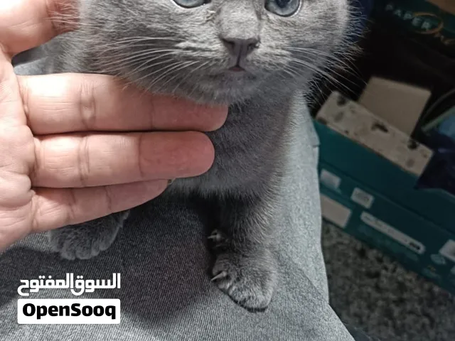 قطة نوع بريتش شورت هير بيور ، بنت ، لون رمادي ، 3 شهور ، متعوده ع اكل البيت و ليتر بوكس حنينه وبتحب