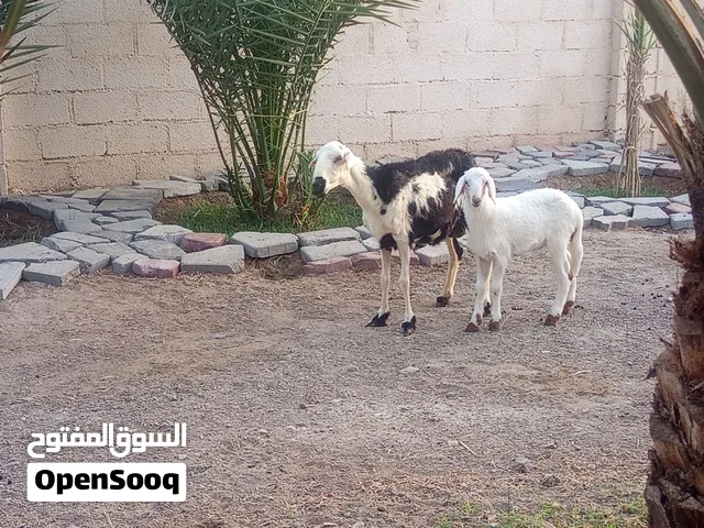 جاعدة مع كبش ..  ...