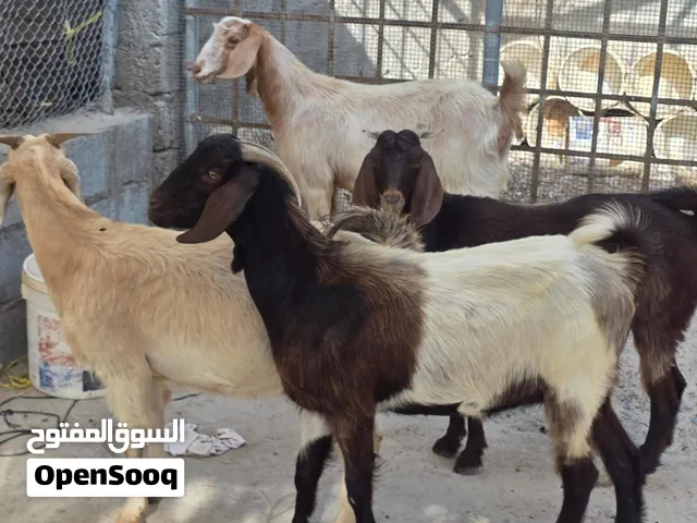 للبيع غنم باقستانيات عشرات يحدرن ماعليهن كلام مد وشور ذكر الله فول فول سمنة فرصه باغي شي زين ماعليهن