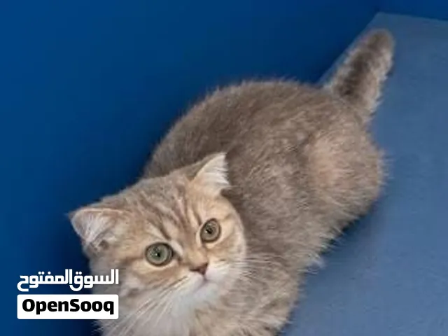 قطة سكوتش تابي سوسلو جميلة الجميلات 4 شهور