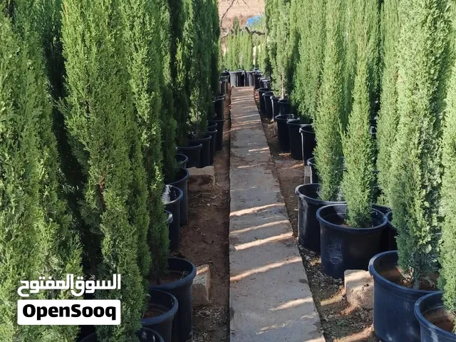اذا بدك الفخامه والشغل الراقي بحديقتك السرو التوتم الايطالي هوه عنوان الجمال والاناقه