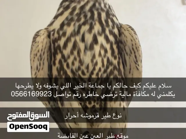 سلام عليكم يا جماعة الخير ليه حصل الطير لهما مكافئ مالية