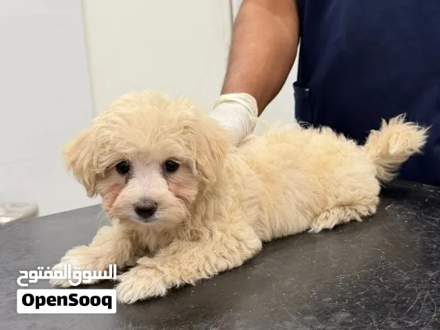 MALTIPOO Mix Maltese and Poodle AED10000