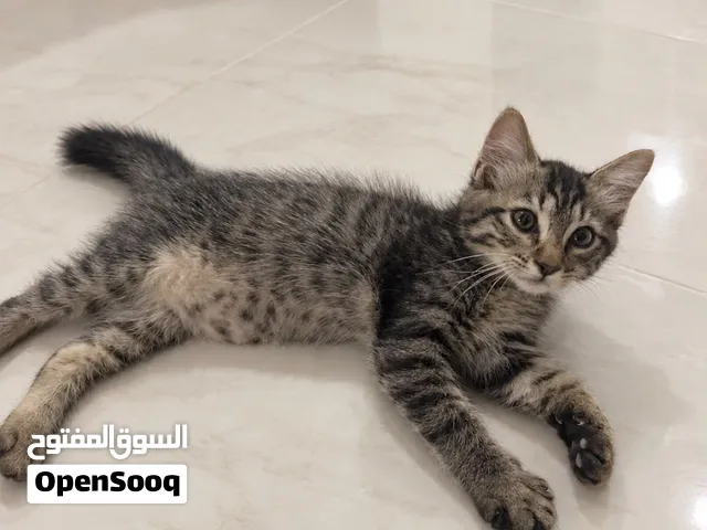 للتبني قط ذكر