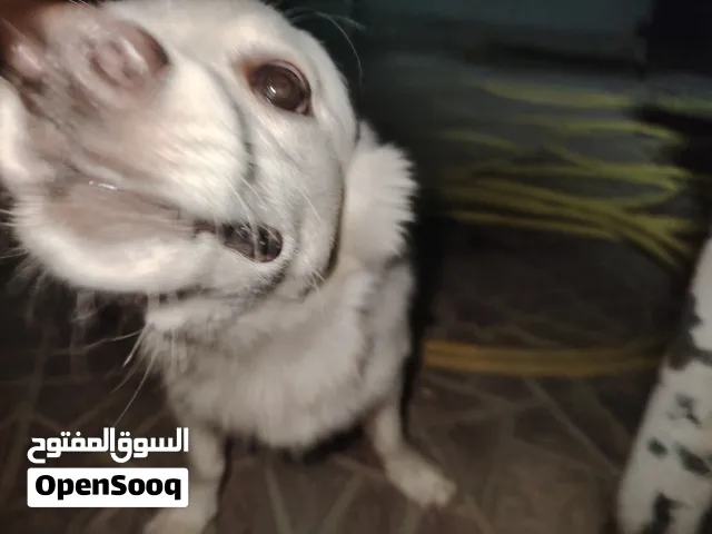 جلب السبتيز نضيف ويحب العب