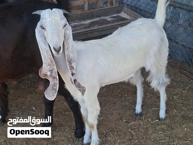 السلام عليكم ورحمه الله  متاح عناق عمرها حوالي سته شهور للبيع  مكان طرابلس تاجوراء   الرقم 091538398