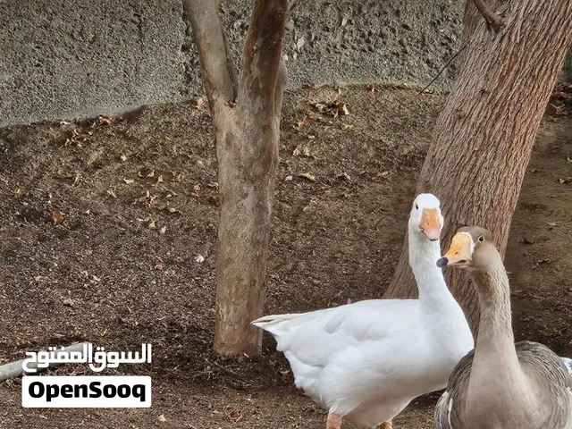 الوز للببع. جميل وجاهز
